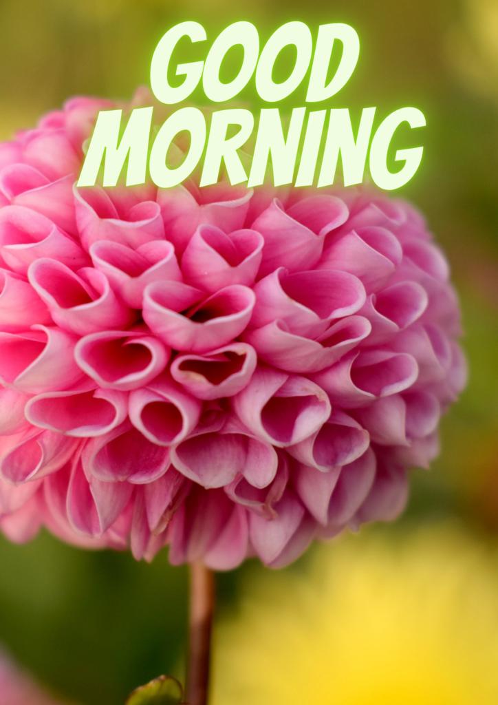 Good Morning - pink flower