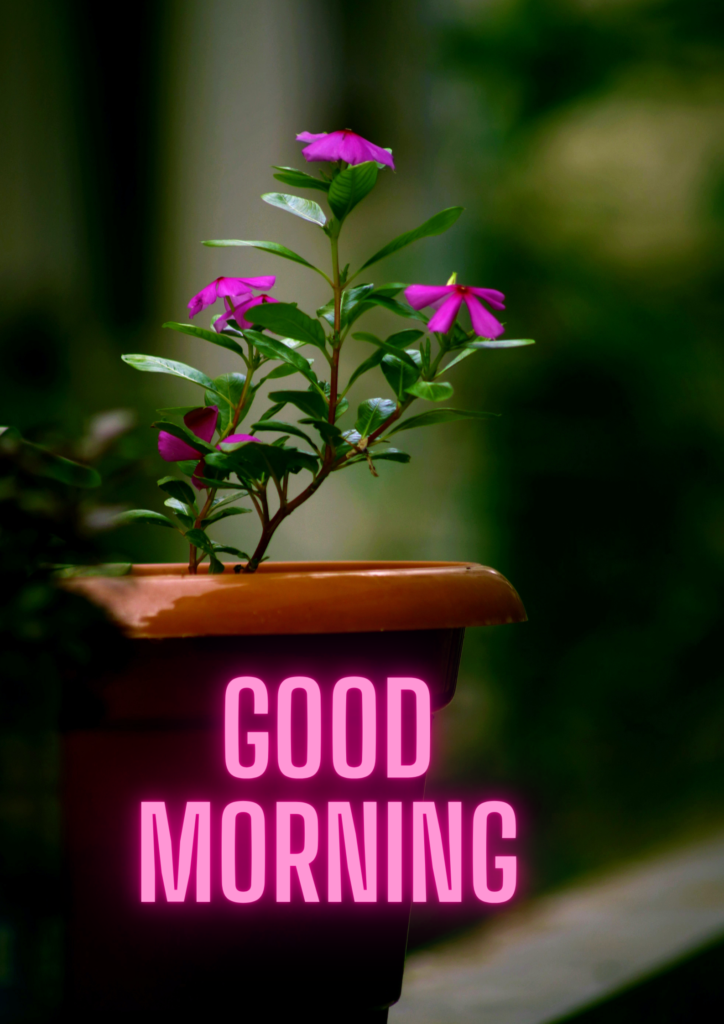 Good Morning - pink flower